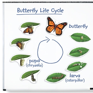 Εικόνα της Μαγνητικός Κύκλος Ζωής Πεταλούδας