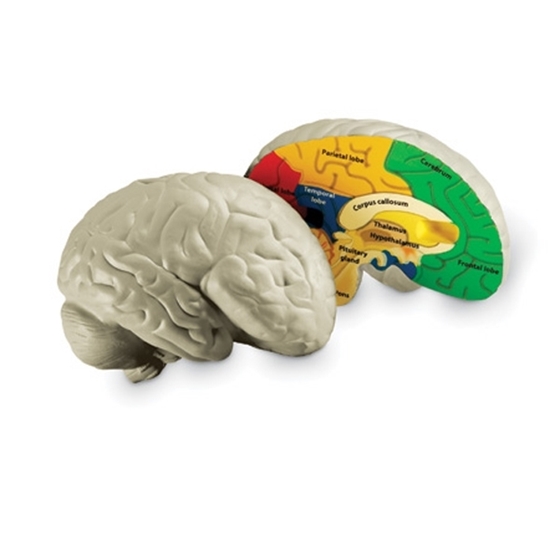 Εικόνα της Αφρώδες Μοντέλο Εγκεφάλου