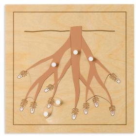 Εικόνα της Nienhuis Montessori-Παζλ βοτανικής Ρίζα