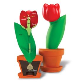 Το LΕR1905 Μαλακό Αφρώδες Λουλούδι ανοιγμένο στη μέση, δείχνοντας τα εσωτερικά μέρη του.